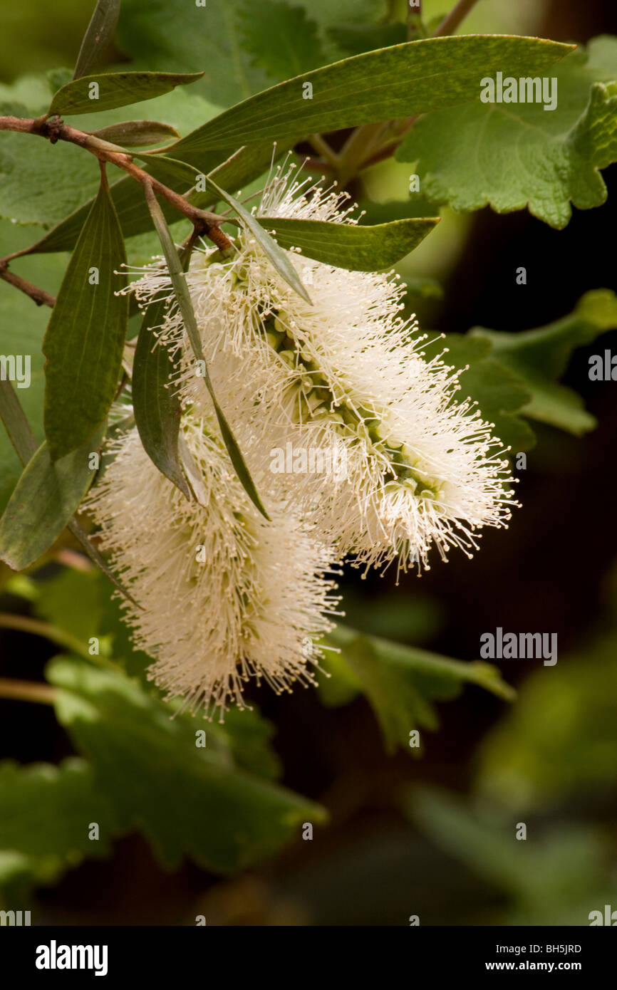 Melaleuca blossoms close-up Stock Photo