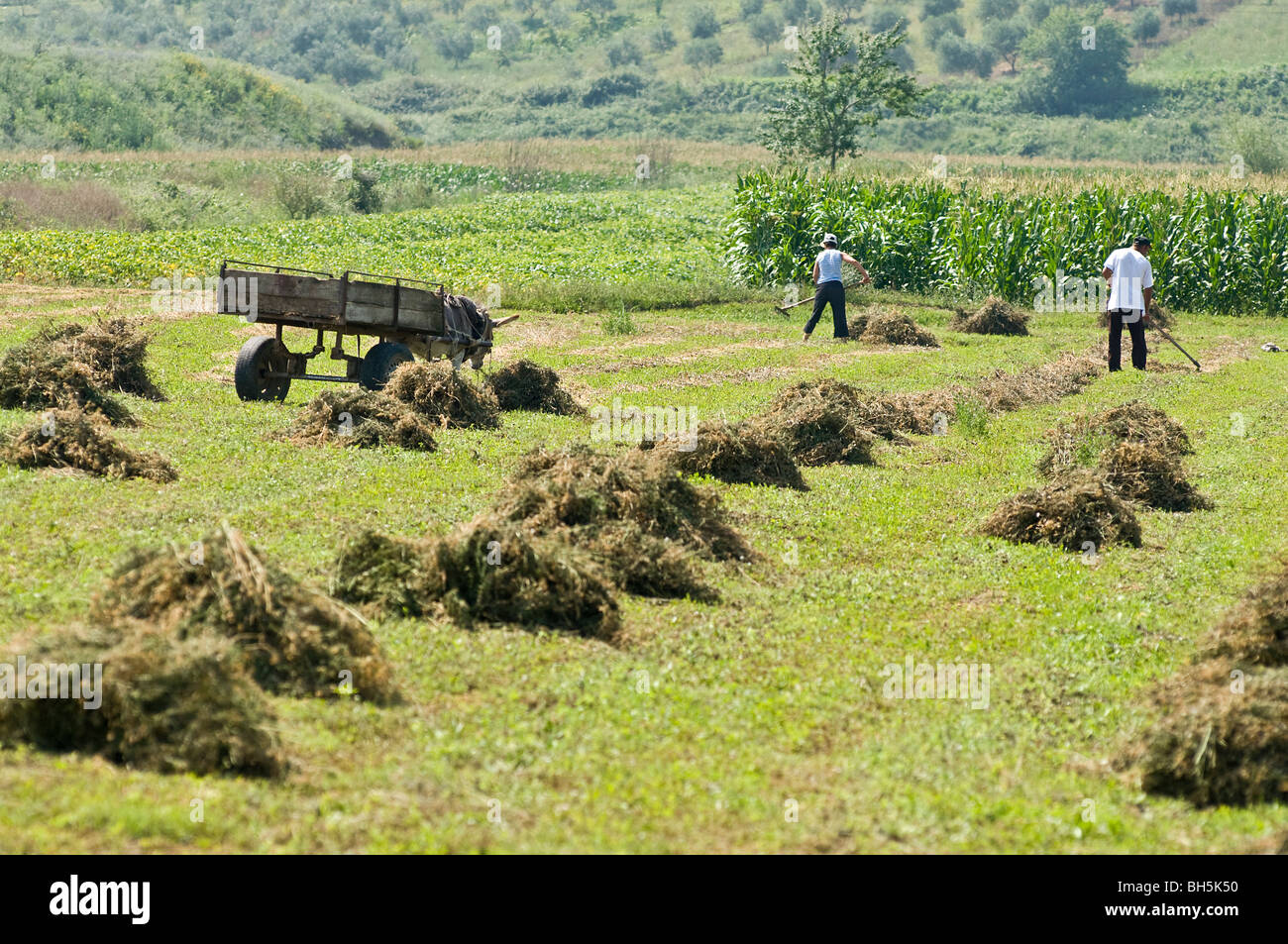 Harvesting hay near berat in hi-res stock photography and images - Alamy