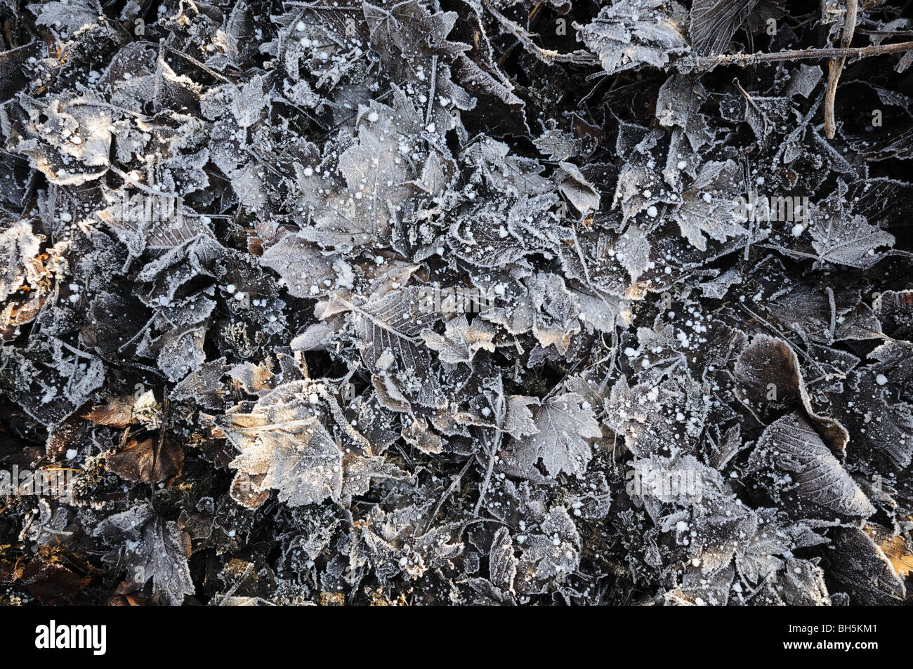 Leaf litter covered in ice with dappled sunlight Stock Photo