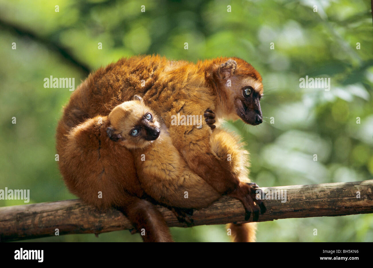 Prosimiae Maki Macaco High Resolution Stock Photography and Images - Alamy