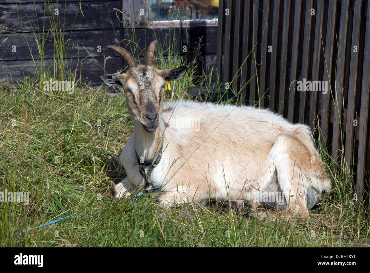 Tethered goat at Strathy Point on the north coast of Scotland Stock
