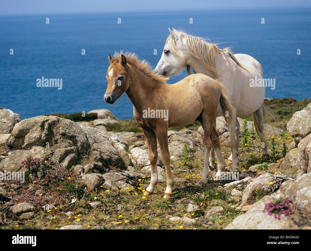 Welsh Mountain Pony. Mare and foal standing on a cliff above the sea Stock Photo