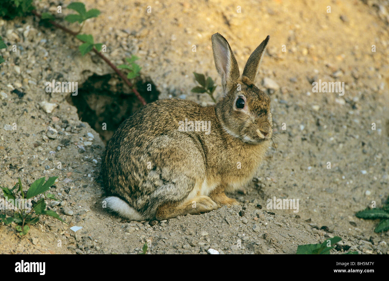 European rabbit oryctolagus cuniculus den hi-res stock photography and ...