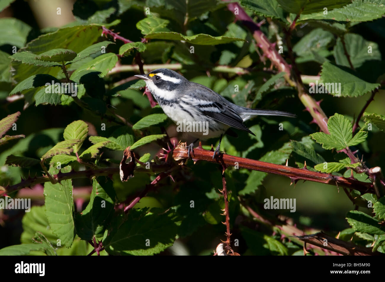 Black-throated Gray Warbler Dendroica nigrescens perched on a bramble in Nanaimo Vancouver Island BC Canada Stock Photo