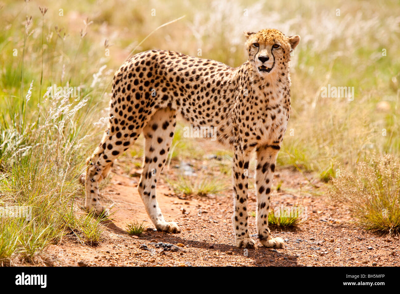 Cheetah (Acinonyx jubatus) Stock Photo