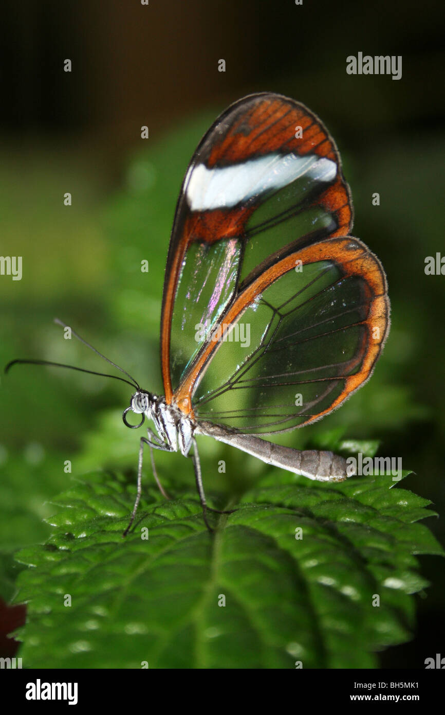 Glasswing butterfly greta oto taken hires stock photography and images Alamy