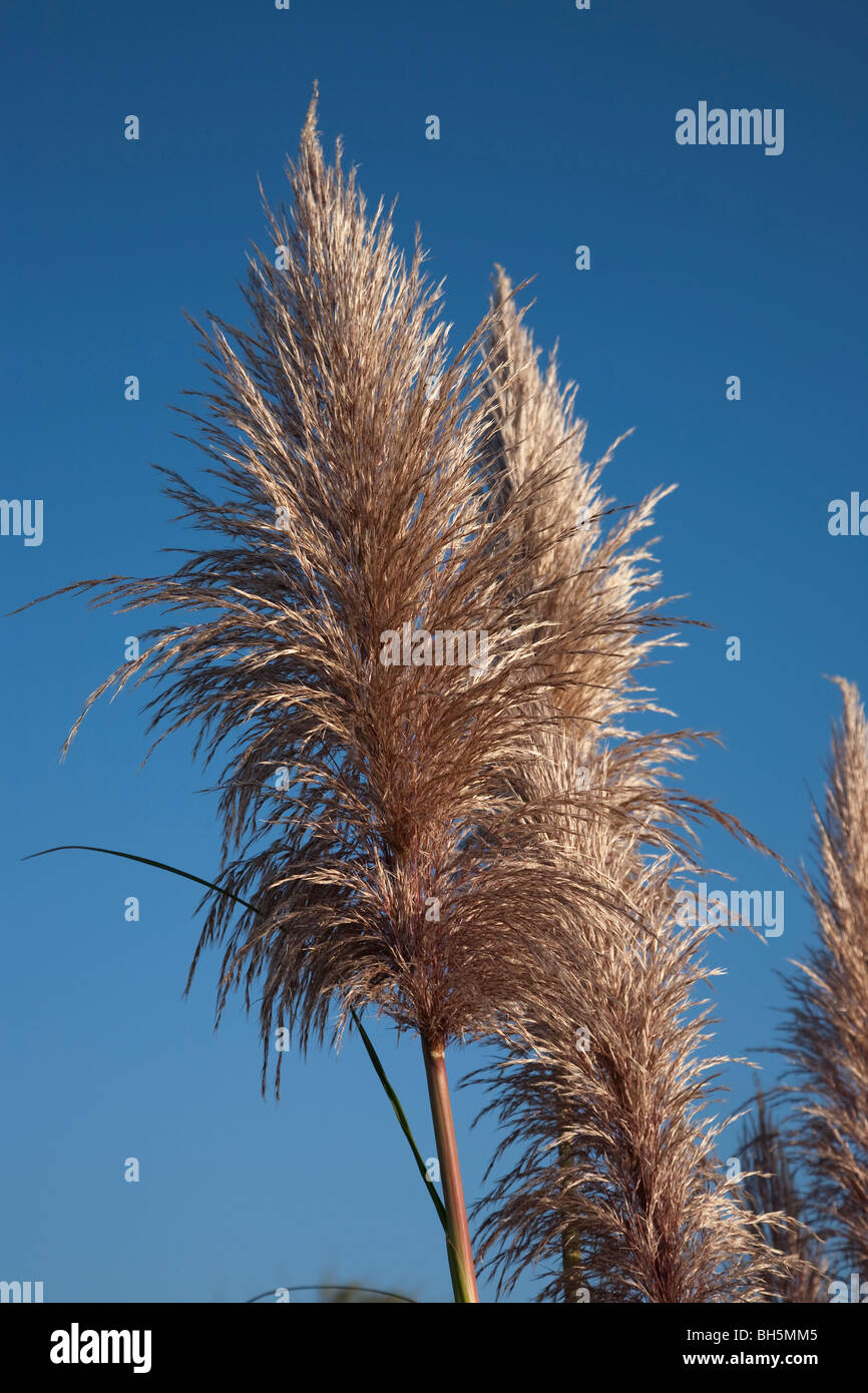 Phragmites australis, the common reed, is a large perennial grass found in wetlands Stock Photo
