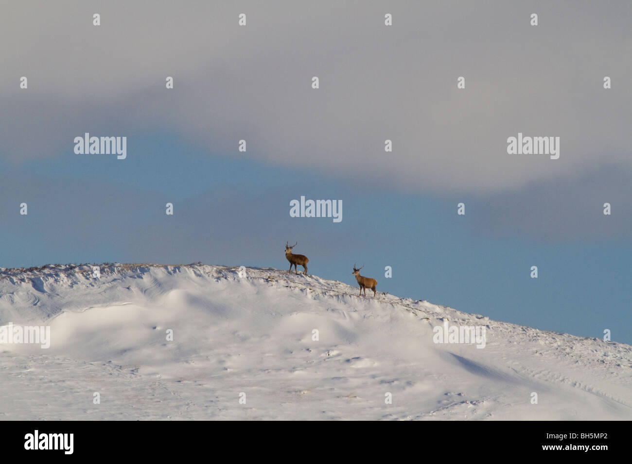 Red deer (Cervus elaphus) stags in the Scottish Highlands, north of Blair Atholl, Perthshire. Stock Photo