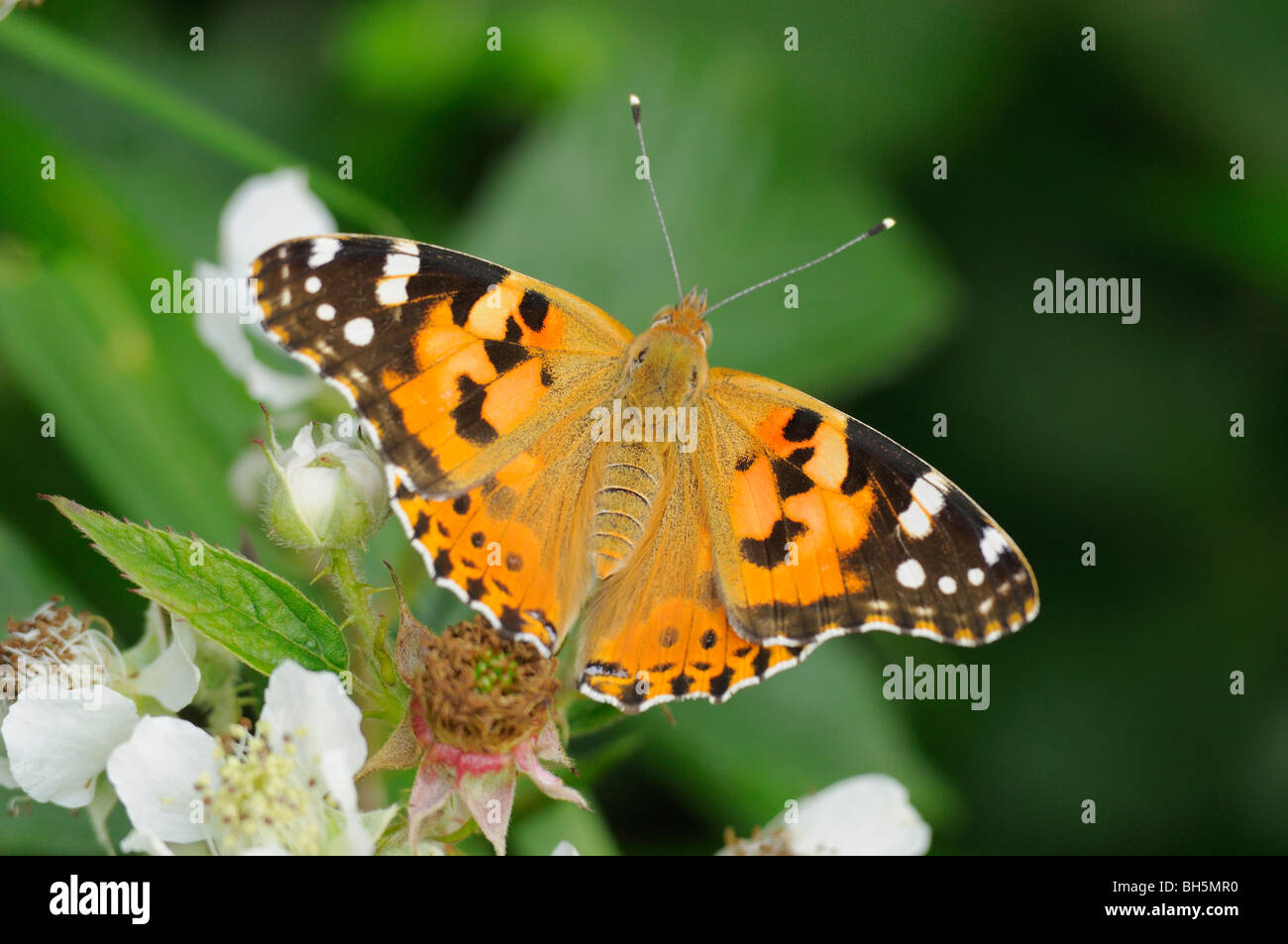Painted Lady Vanessa cardui Photographed in UK Stock Photo