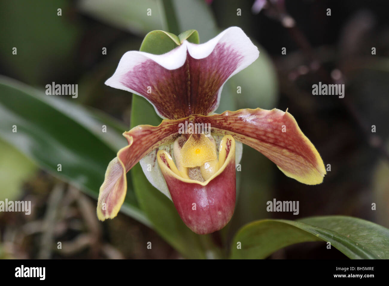Slipper Orchid Paphiopedilum species Taken At Chester Zoo, England, UK Stock Photo