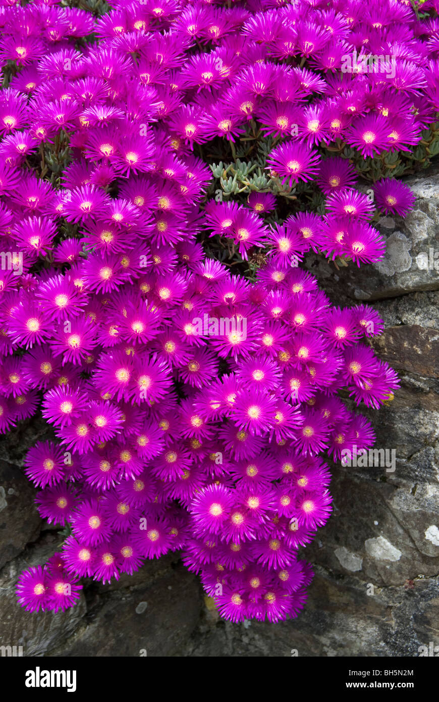 Purple trailing ice plant - Lampranthus Spectabilis - flower family 'Aizoaceae' Stock Photo