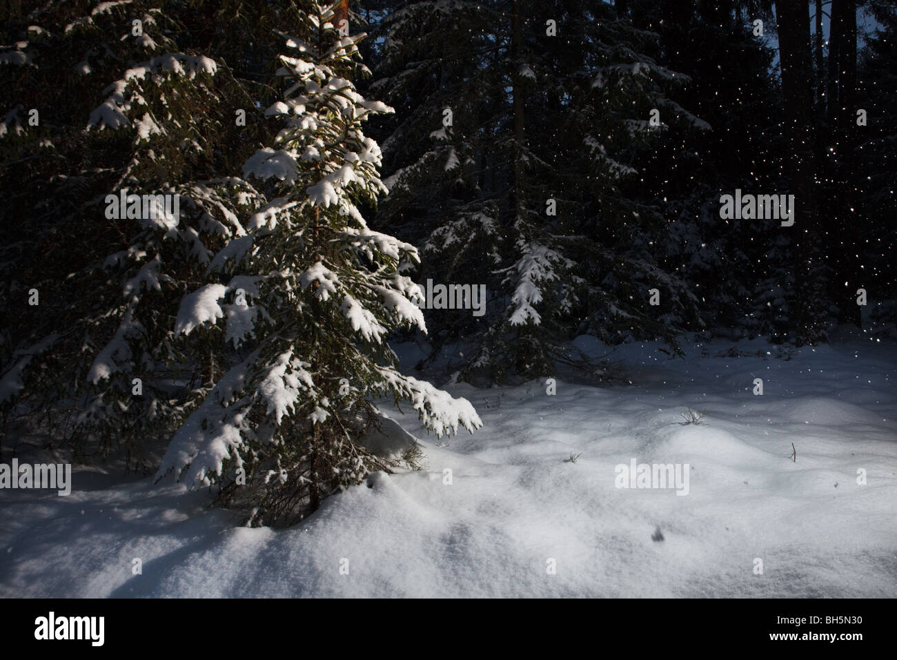 Winter Forest Night Scene Deep Snow And Snowing Stock Photo Alamy