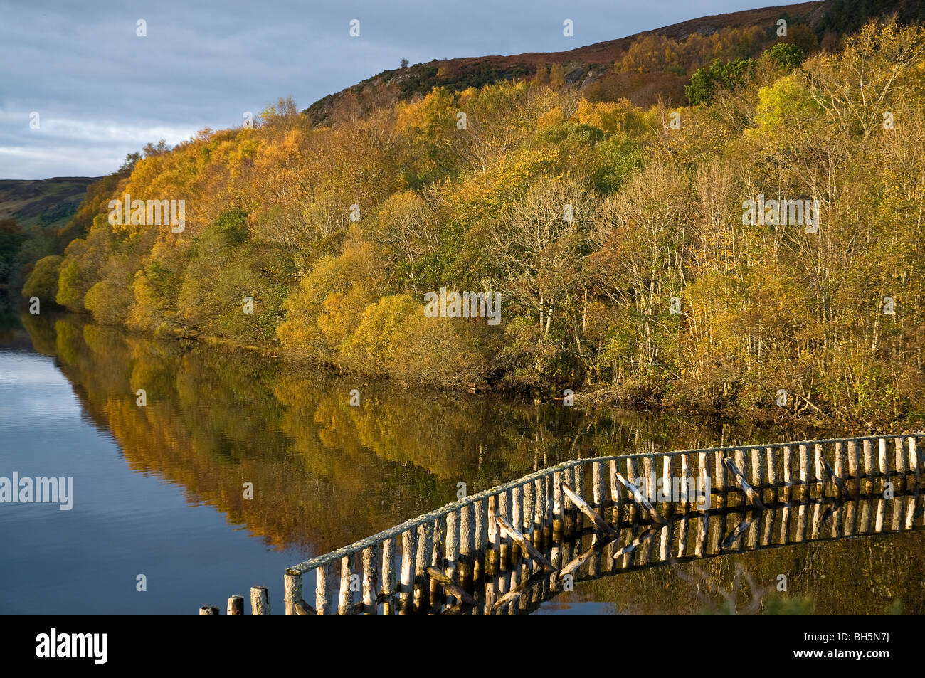 dh  LOCH FLEET SUTHERLAND Autumn tree colours and River Fleet scotland nature reserve naturescot nnr Stock Photo