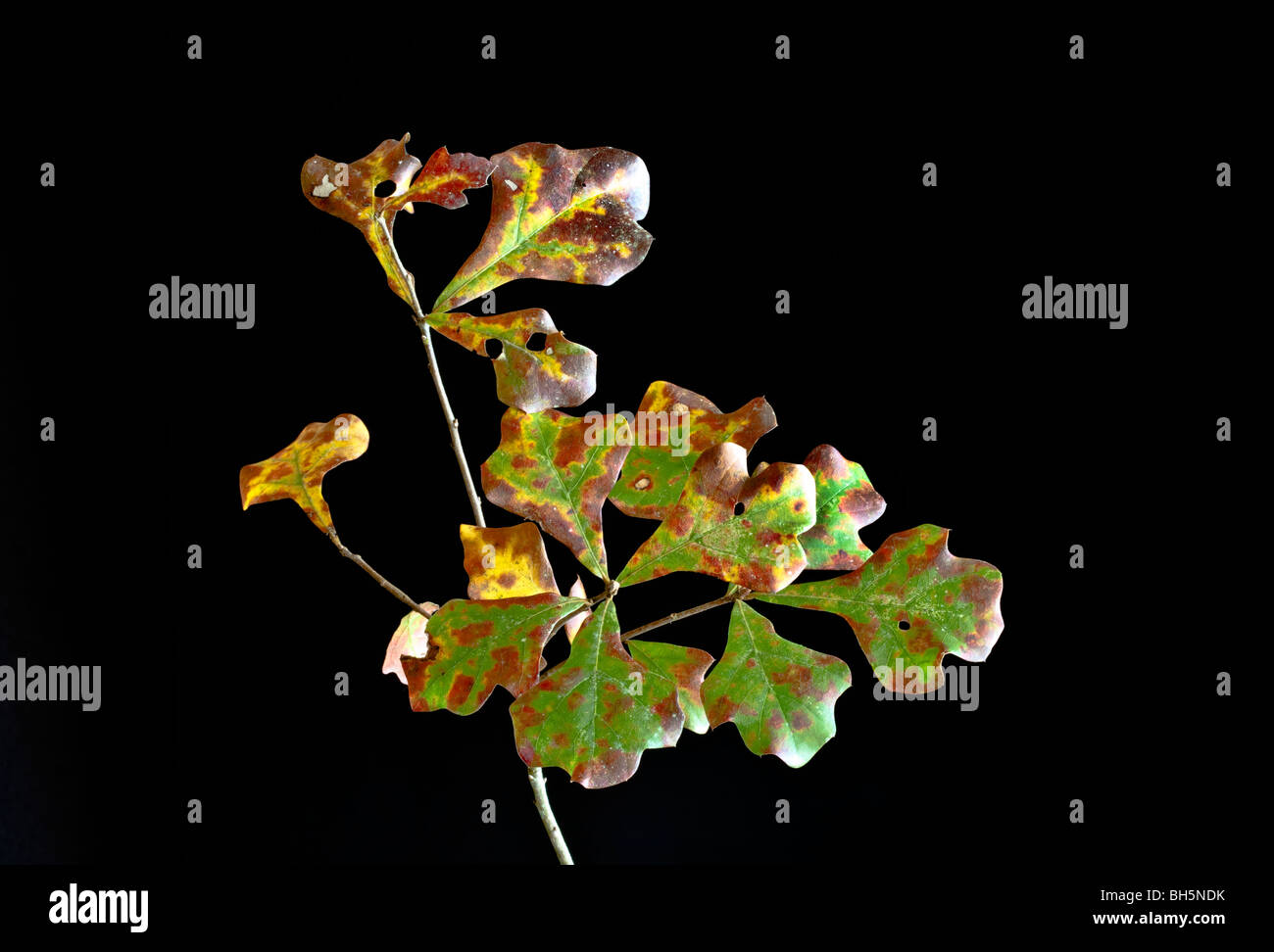 Blackjack oak leaf hires stock photography and images Alamy