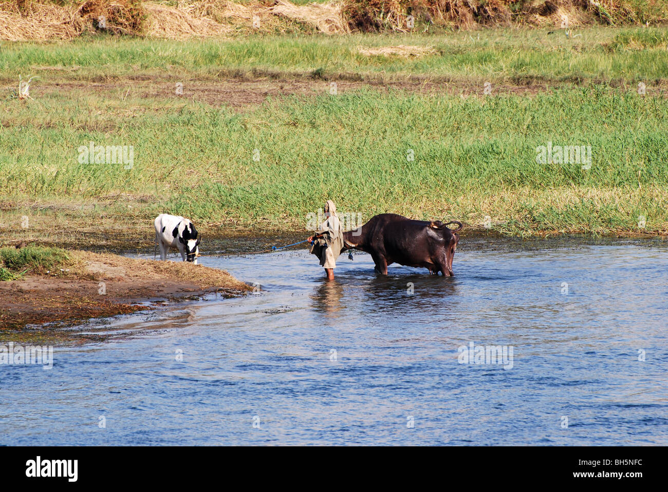Washed cow and ox take a drink number 2861 Stock Photo