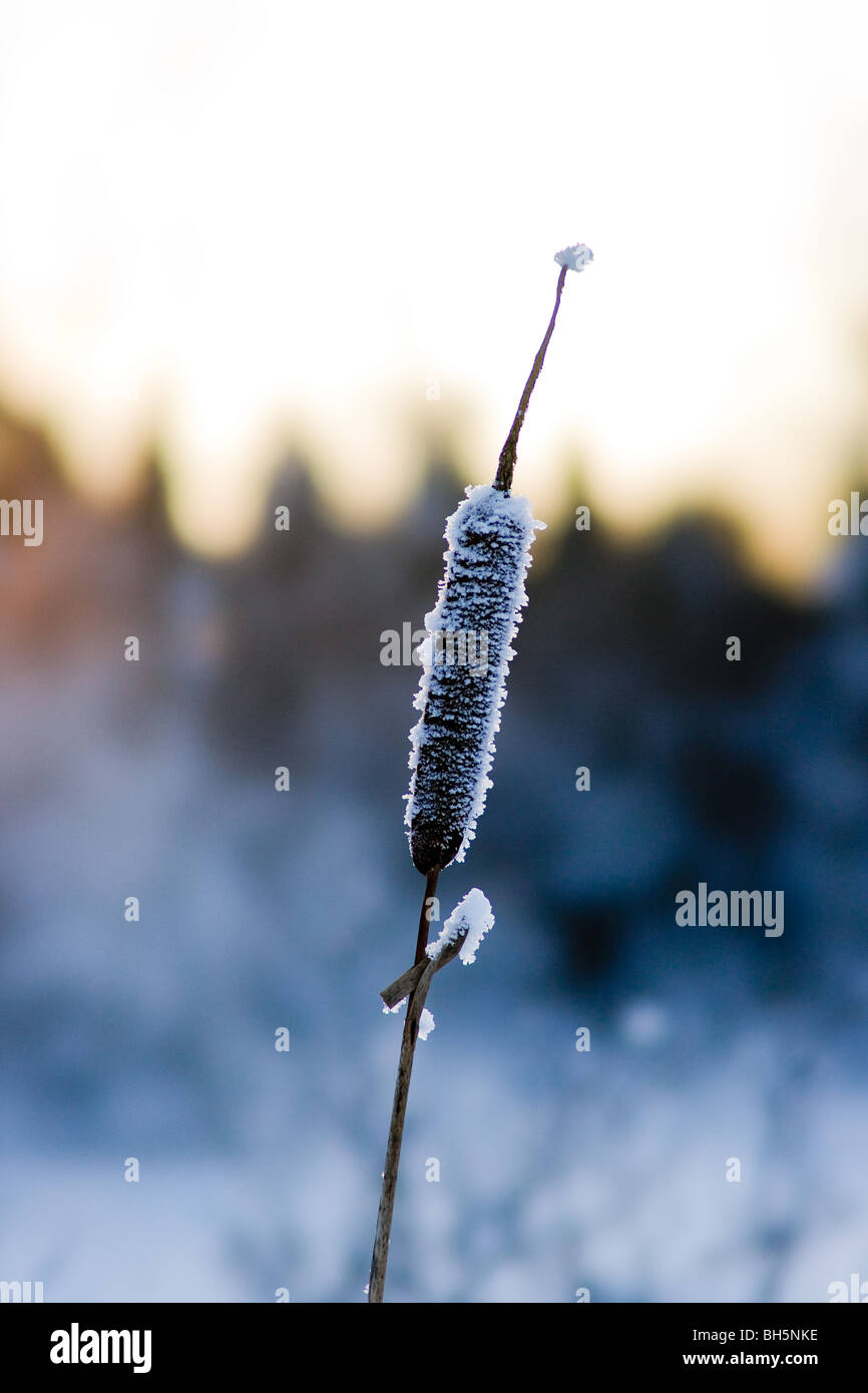 Bulrush in snow setting Stock Photo