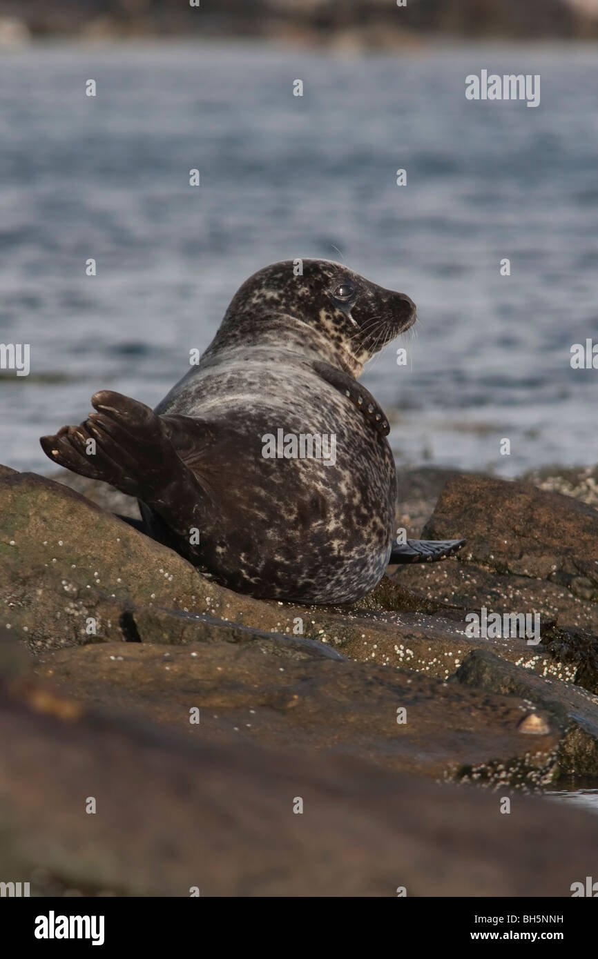 Common Seal hauled out onto the rocks, Lerwick, Shetland. Stock Photo
