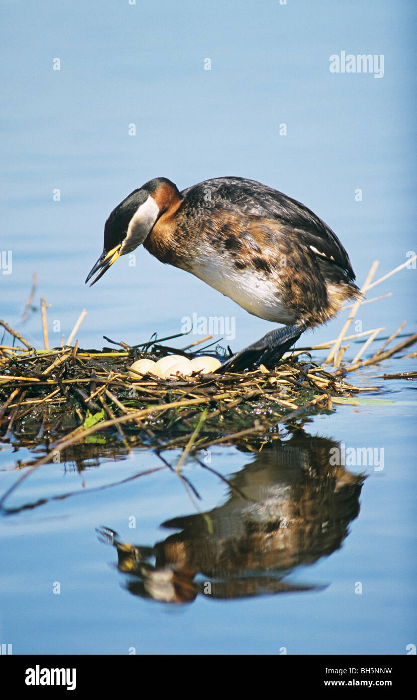 Red-necked grebe - standing in the nest / Podiceps grisegena Stock Photo