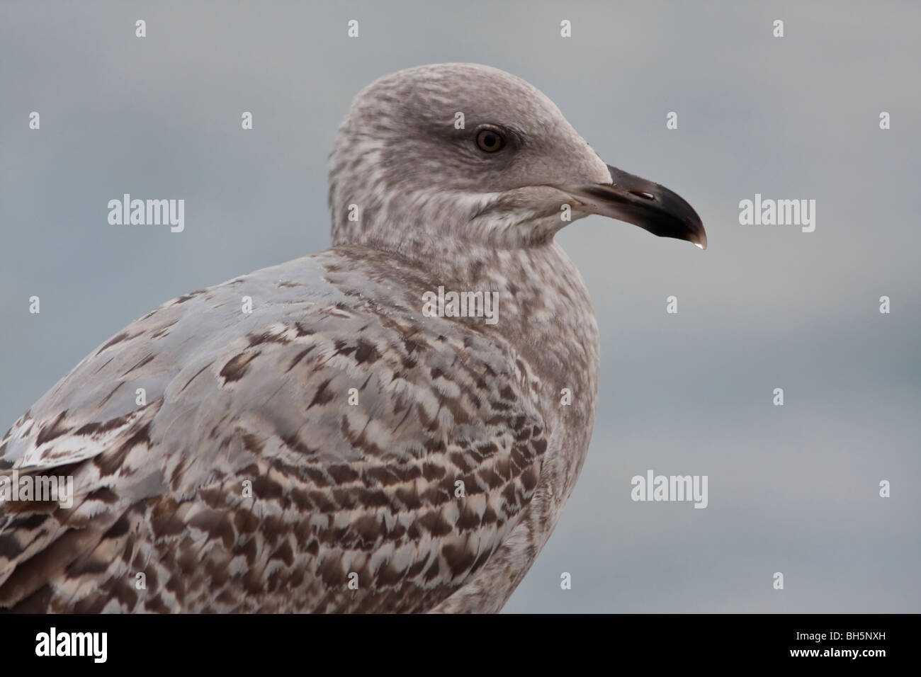 A second winter herring gull on the quayside in Lerwick, Shetland. Stock Photo