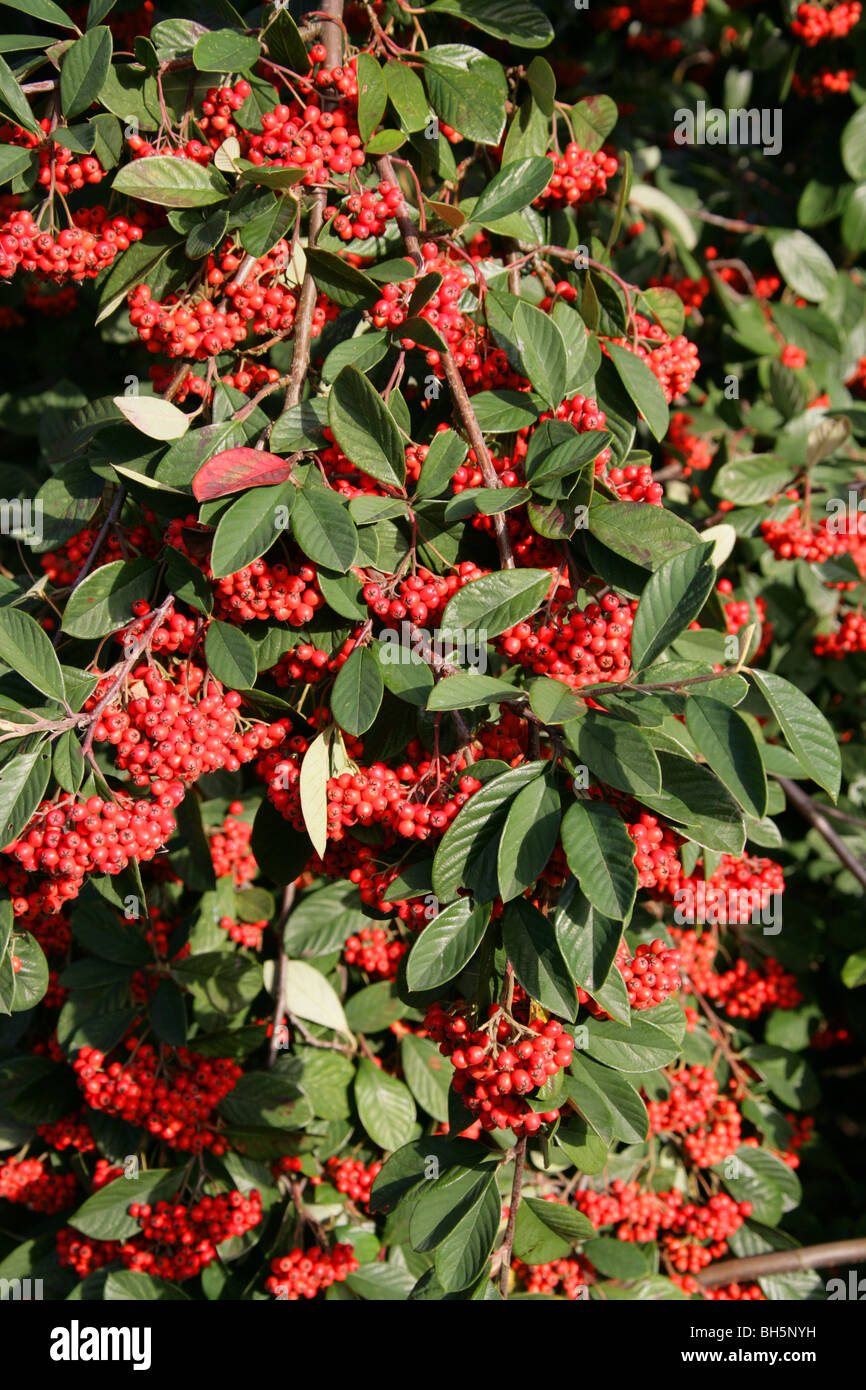 Milkflower Cotoneaster, Parney Cotoneaster or Parney's Red Clusterberry, Cotoneaster lacteus, Rosaceae, China Stock Photo