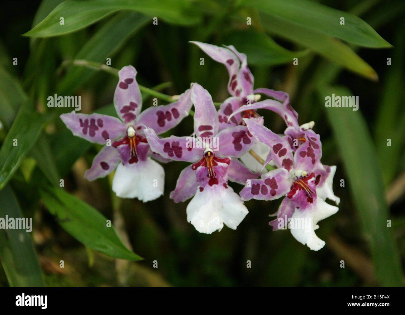Wilsonara orchid hi-res stock photography and images - Alamy