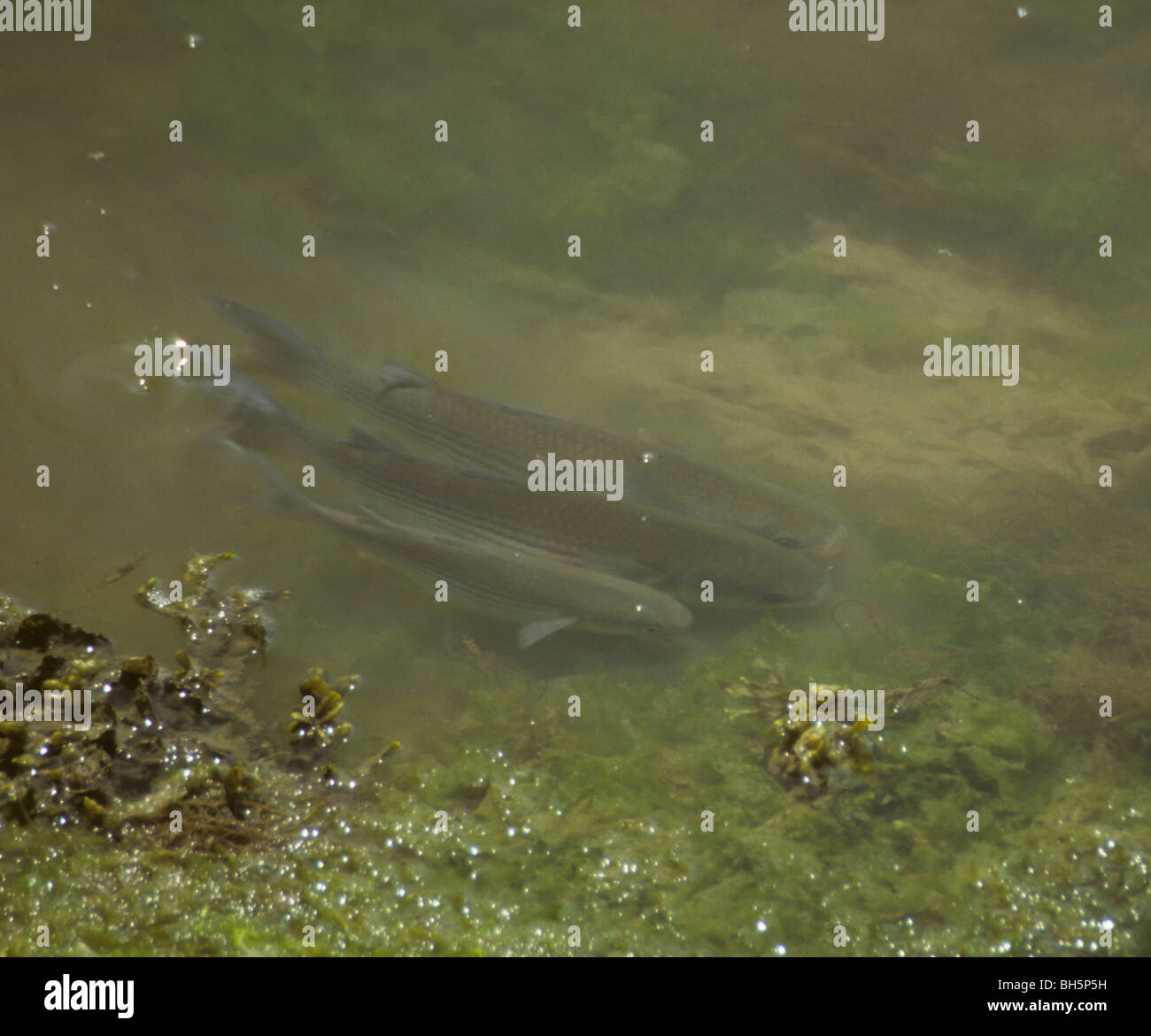 Thick-lipped grey mullet, Chelon labrosus, feeding in shallow brackish waters Stock Photo