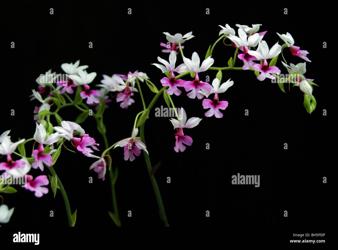 Calanthe Hybrid Orchid, Orchidaceae Stock Photo