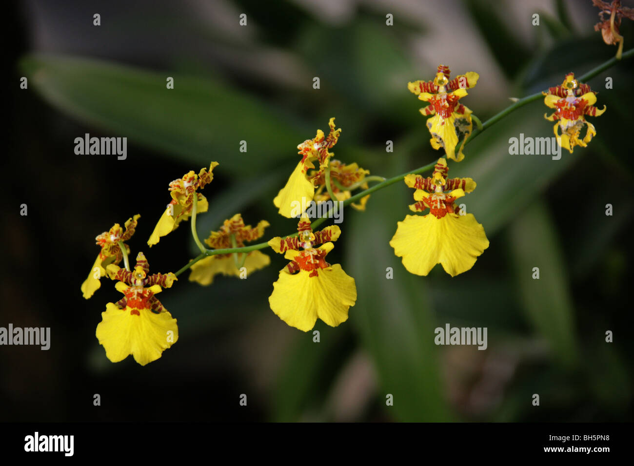 Lady of the Night Orchid, Night Scented Orchid, Night-Scented Orchid, Night-Smelling Epidendrum, Epidendrum nocturnum Stock Photo