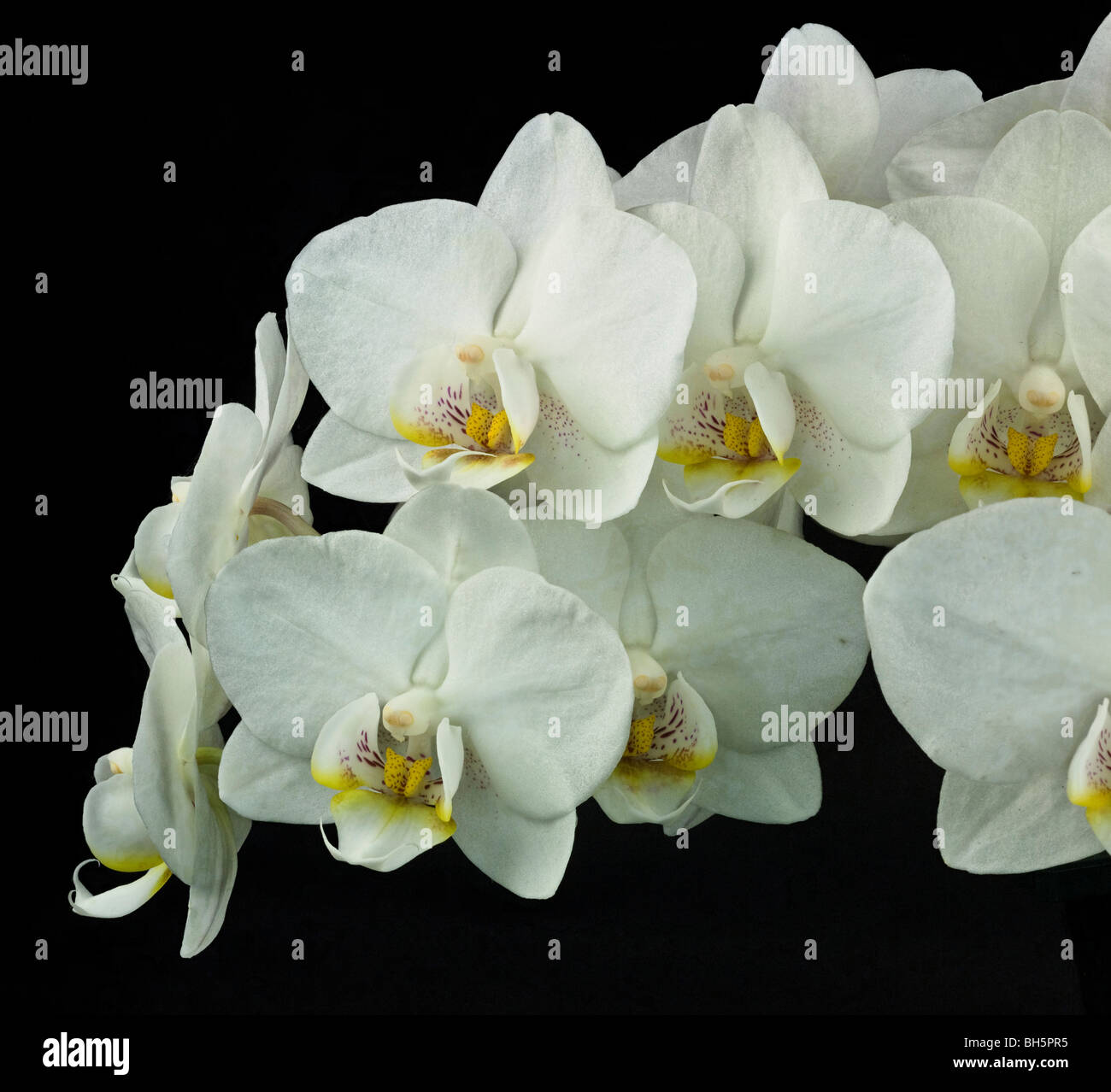 White Phalaenopsis Stock Photo