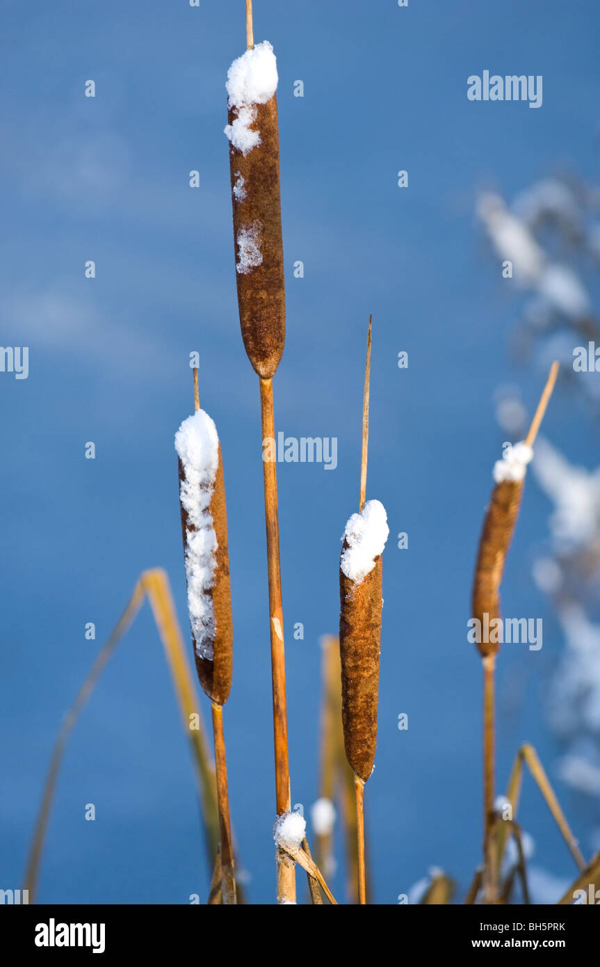 Bull Rushes Seed Exploded Bulrush seed pods hi-res stock photography and images - Alamy