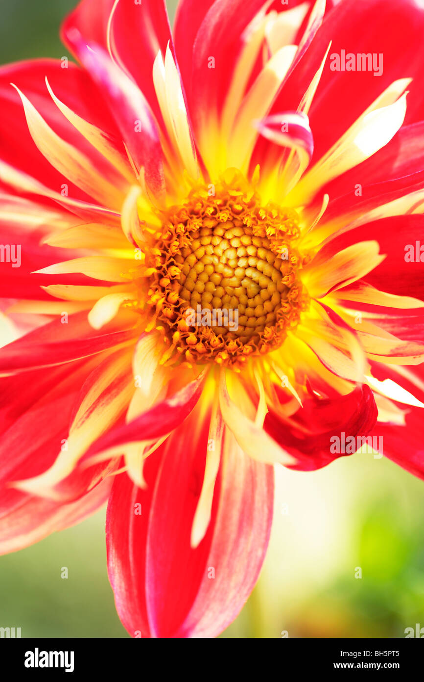 Dahlia Pinnata Hybrid Flower Stock Photo