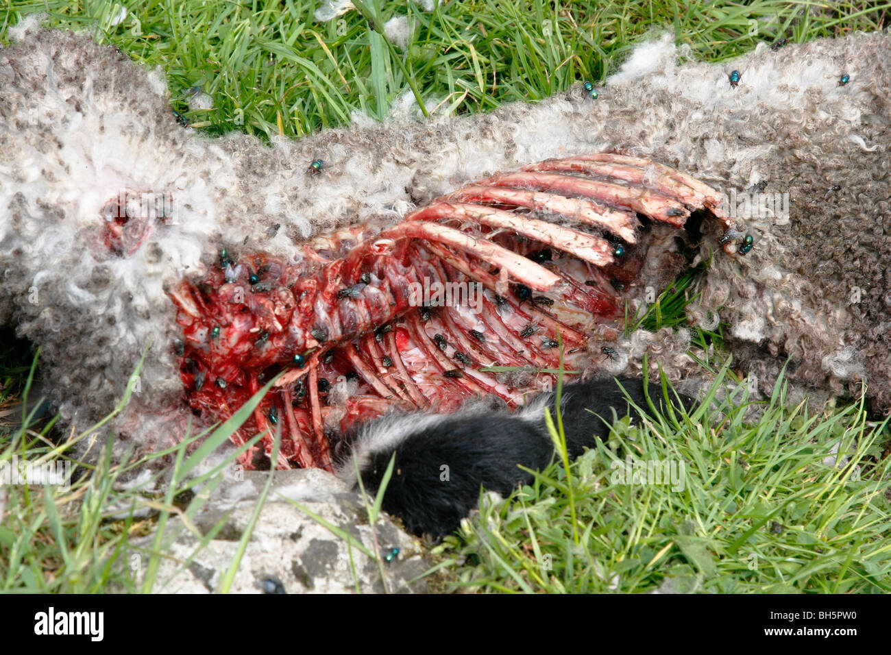 A dead sheep carcass covered in blowflies in a field in the Derbyshire Peak District, UK Stock Photo