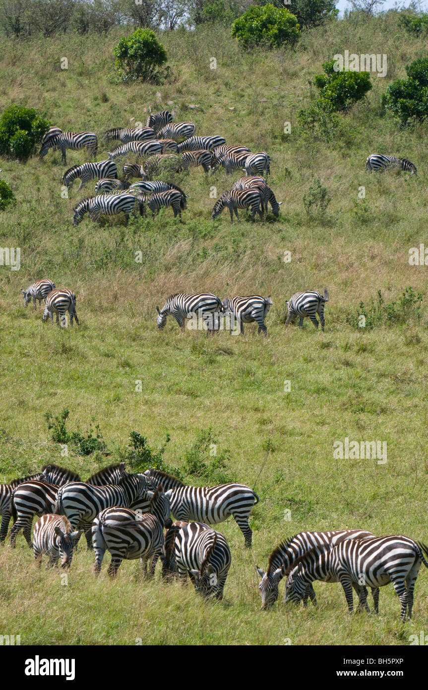 Common Zebra herd (Equus quagga), Masai Mara National Reserve, Kenya ...