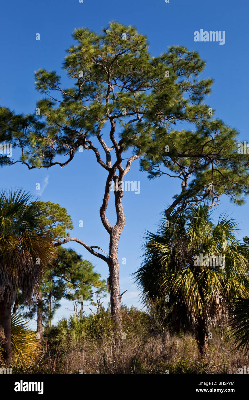 Slash Pine, Honeymoon Island, Florida Stock Photo