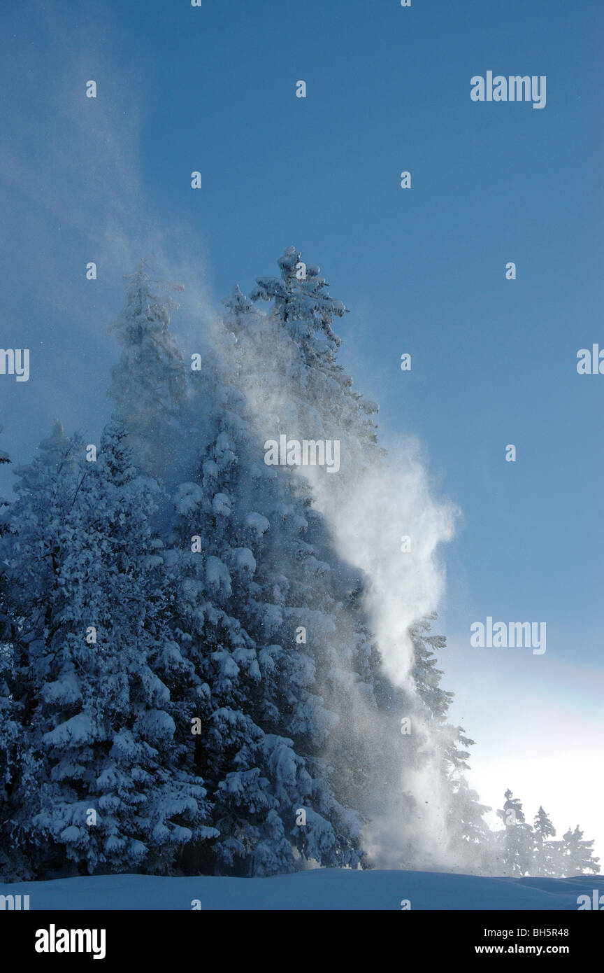 Wind blowing snow from spruce trees, Bernese alps, Switzerland Stock Photo