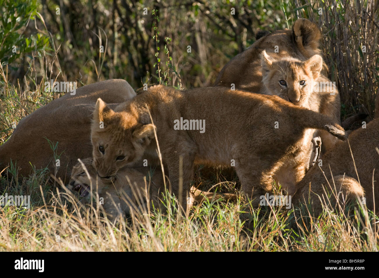 Lion cubs (Panthera leo), Masai Mara National Reserve, Kenya Stock ...