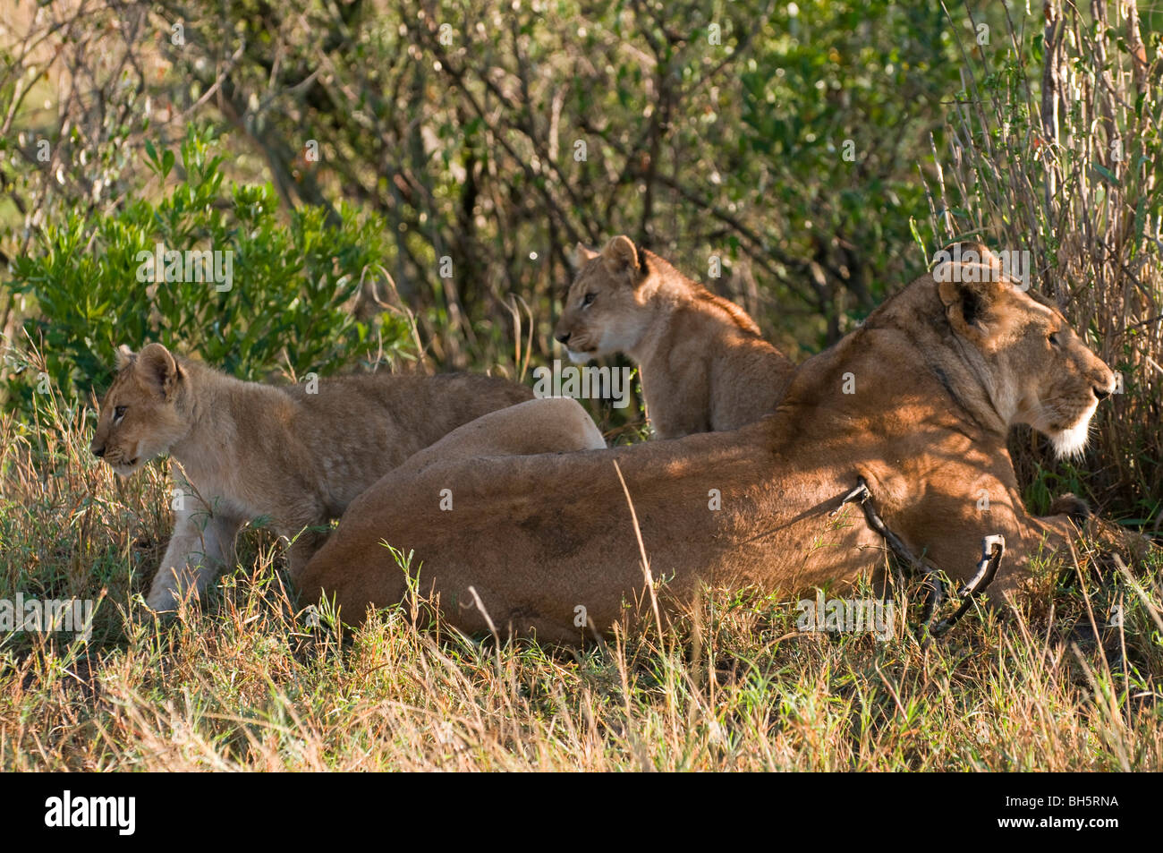 Lioness and cubs (Panthera leo), Masai Mara National Reserve, Kenya ...