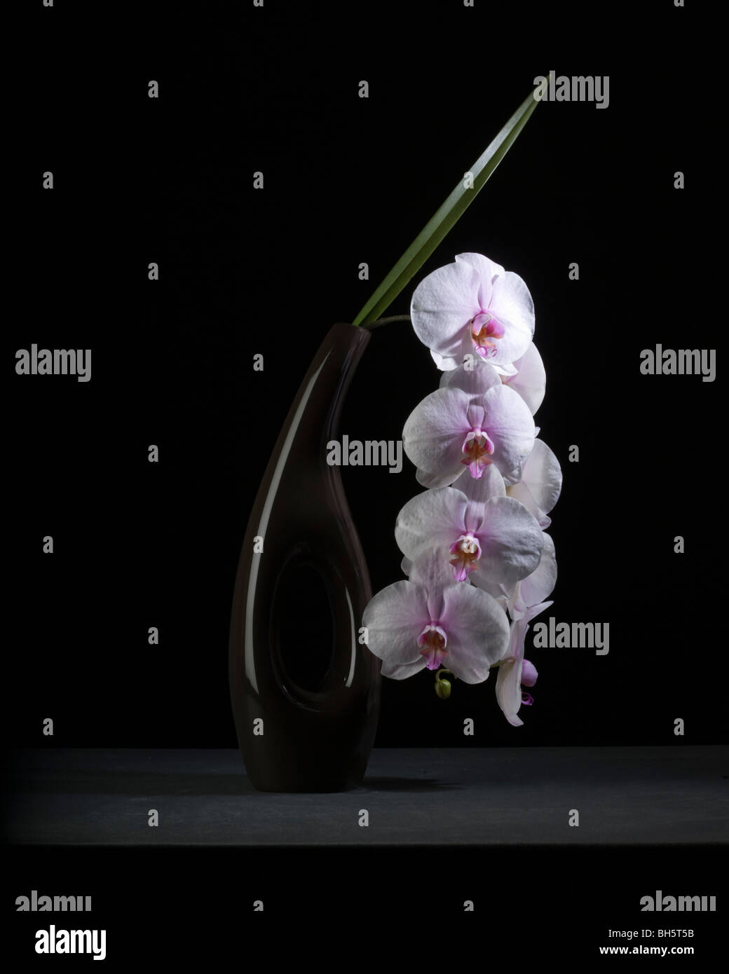 Cascade of orchid flowers arranged in swept vase against black background,placed on a dark base in still life style Stock Photo