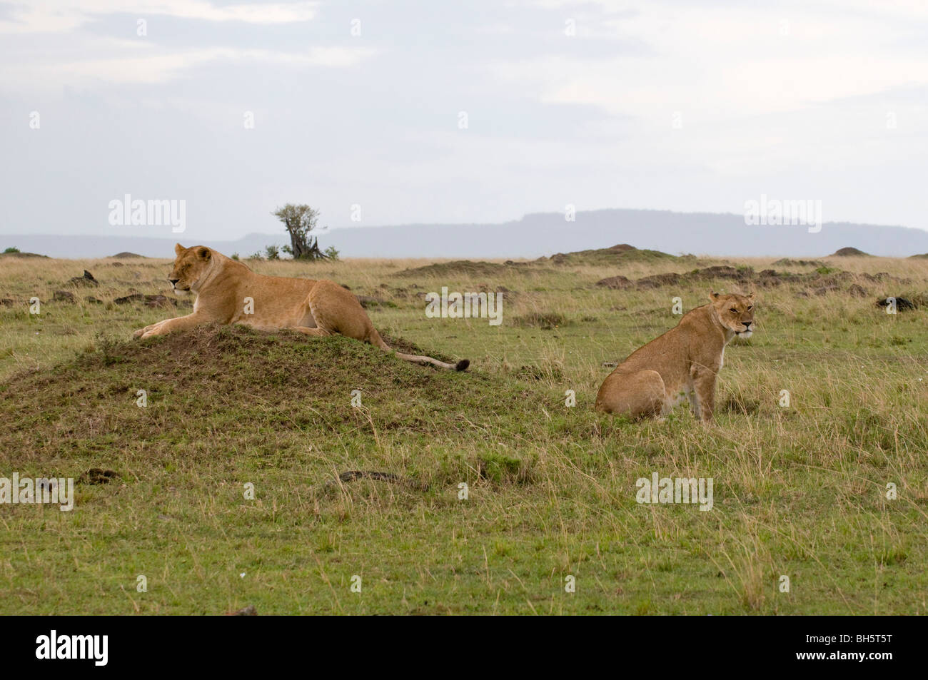 Lionesses (Panthera leo), Masai Mara National Reserve, Kenya Stock ...