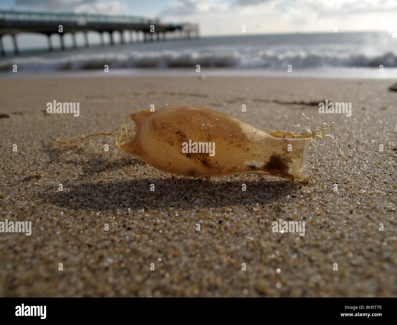 Small spotted catshark egg case Stock Photo
