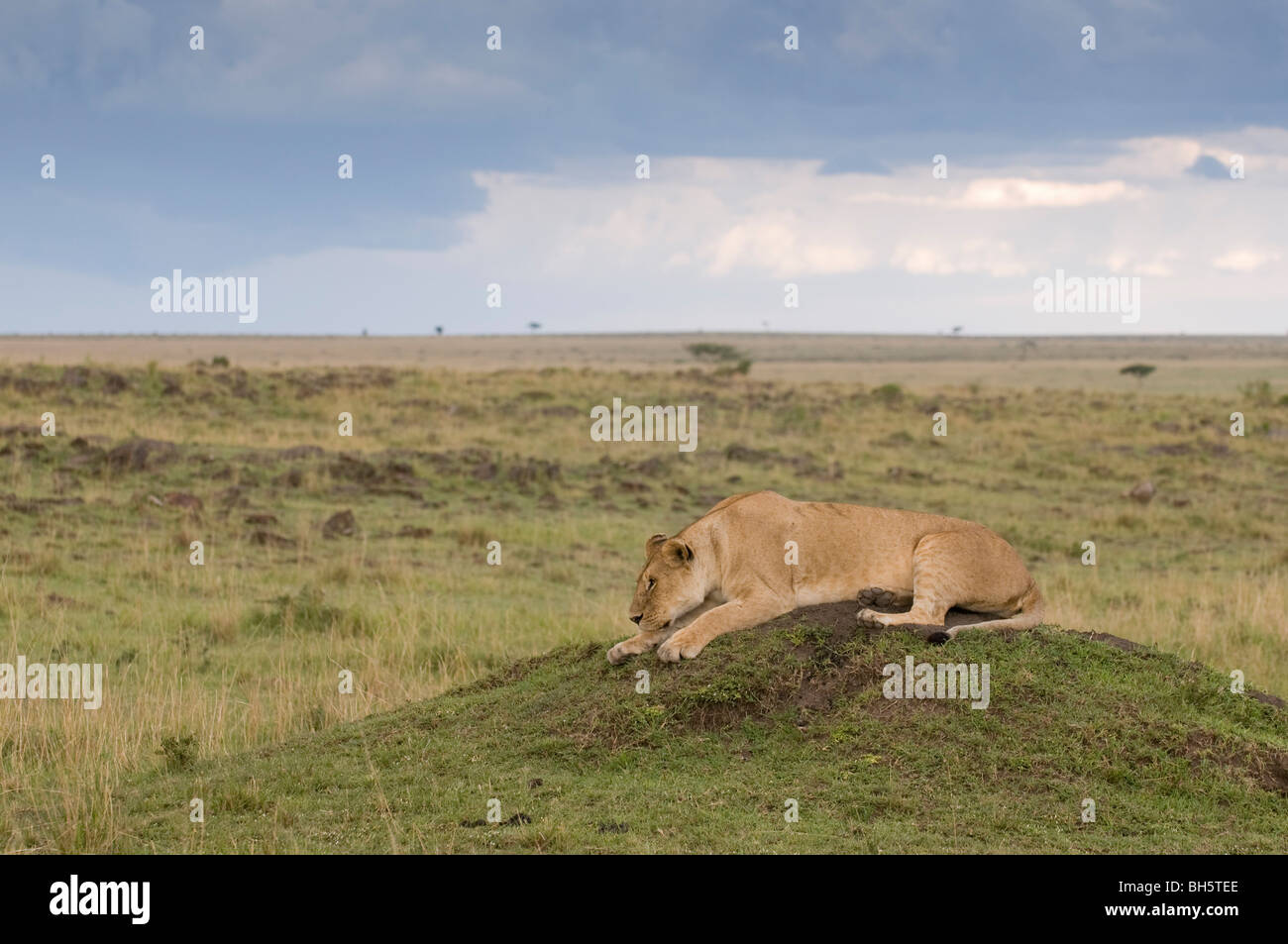 Lioness (Panthera leo), Masai Mara National Reserve, Kenya Stock Photo ...
