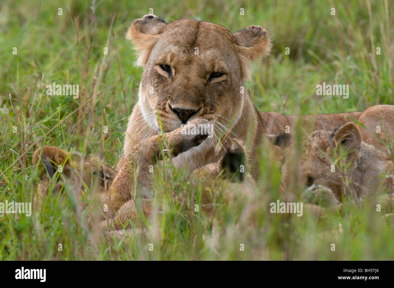 Lioness and cubs (Panthera leo), Masai Mara National Reserve, Kenya ...