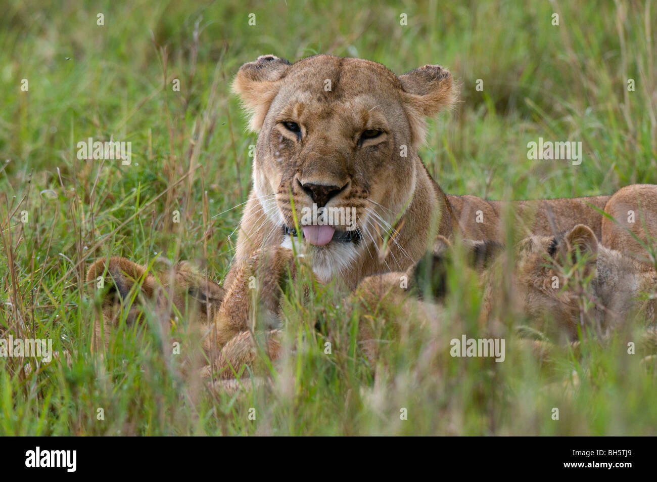 Lioness and cubs (Panthera leo), Masai Mara National Reserve, Kenya ...