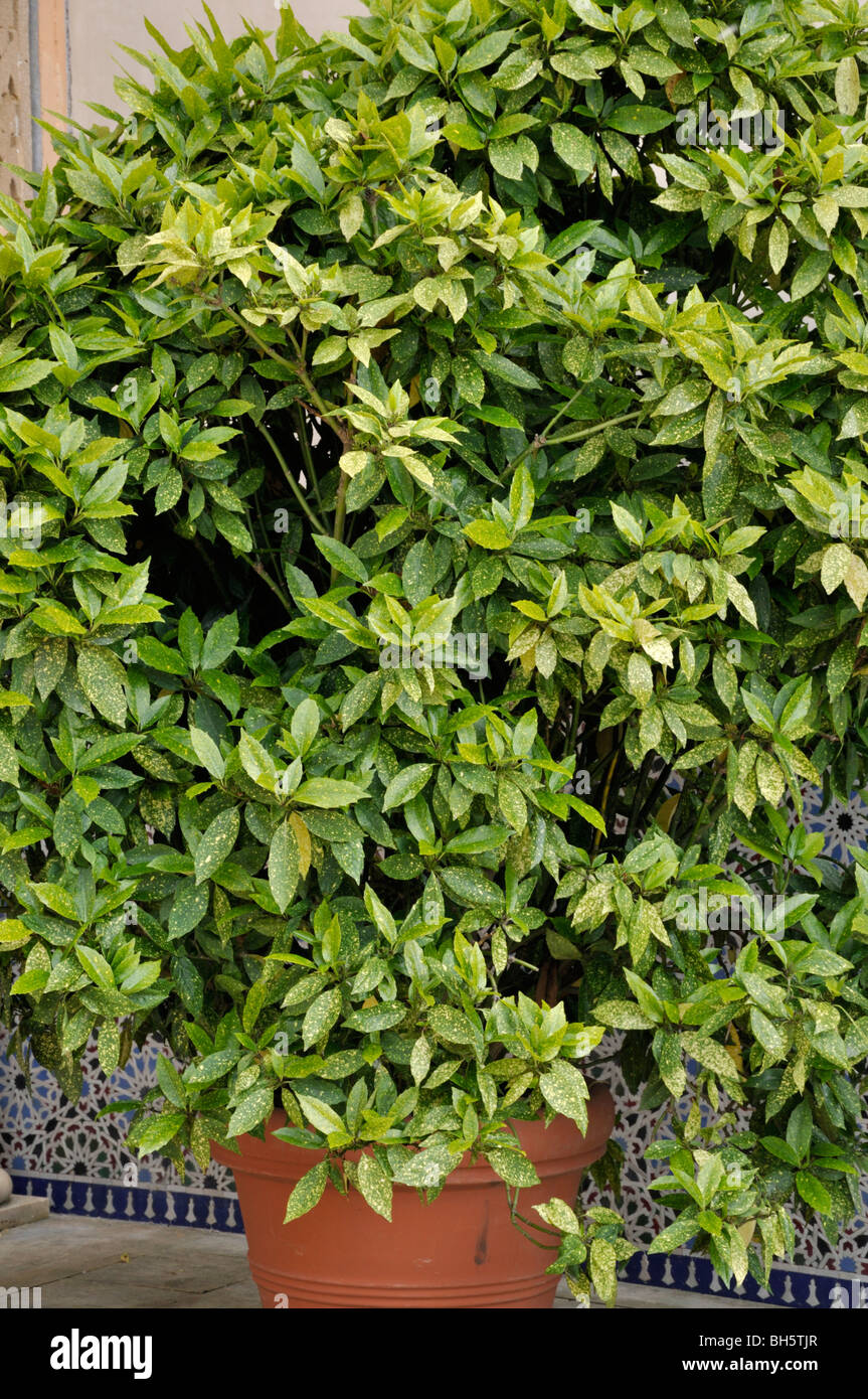 Aucuba japonica hi-res stock photography and images - Alamy