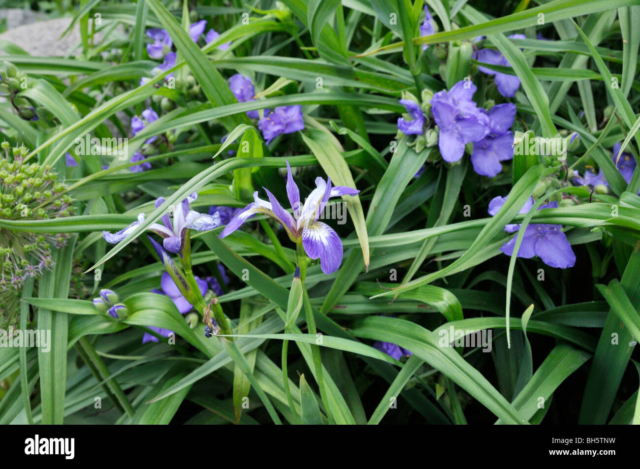 Iris (Iris) and spiderwort (Tradescantia) Stock Photo