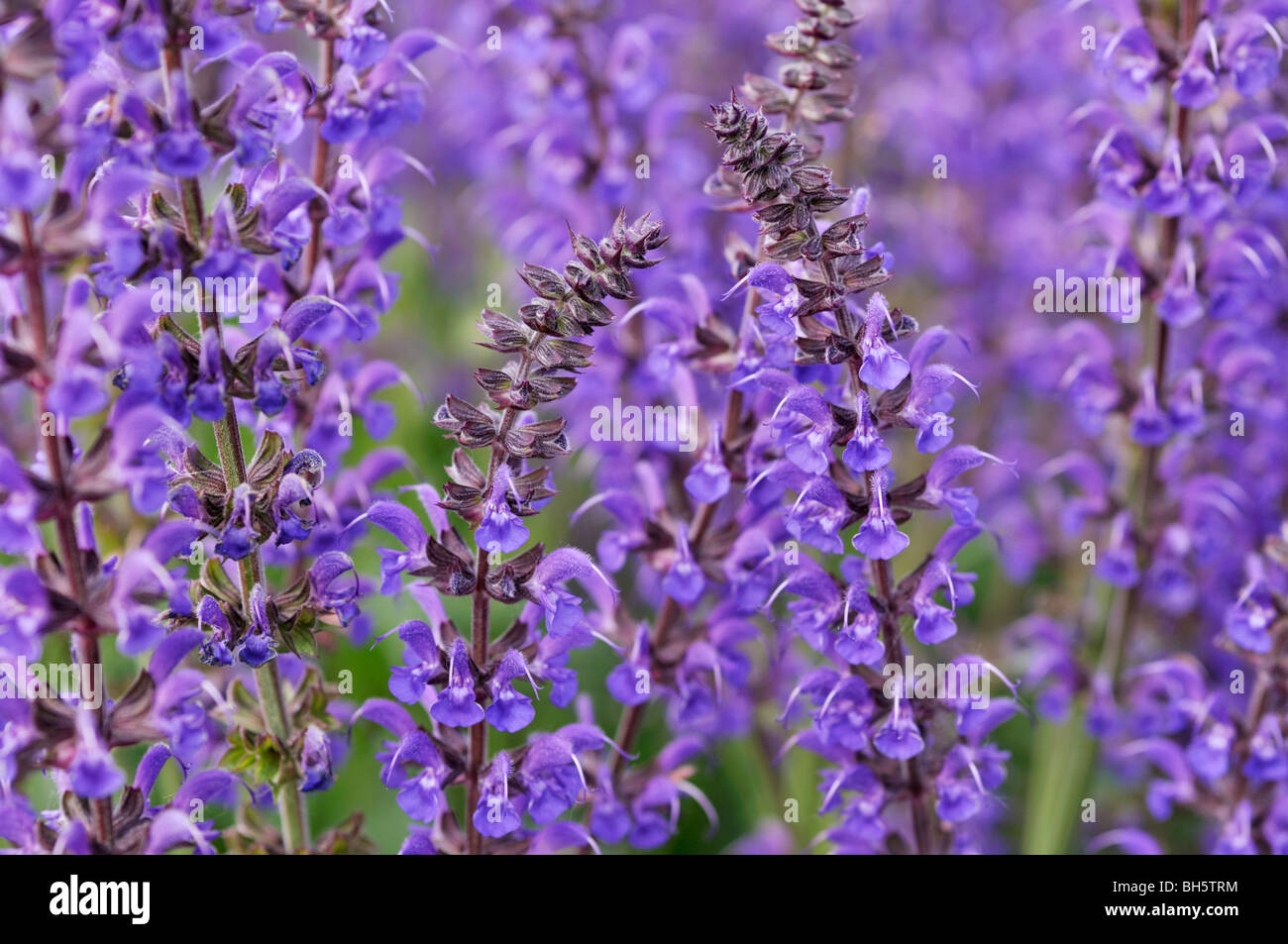 Woodland sage (Salvia nemorosa 'Mainacht') Stock Photo