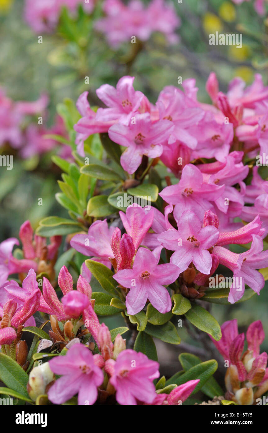 Rusty leaved alpen rose (Rhododendron ferrugineum) Stock Photo
