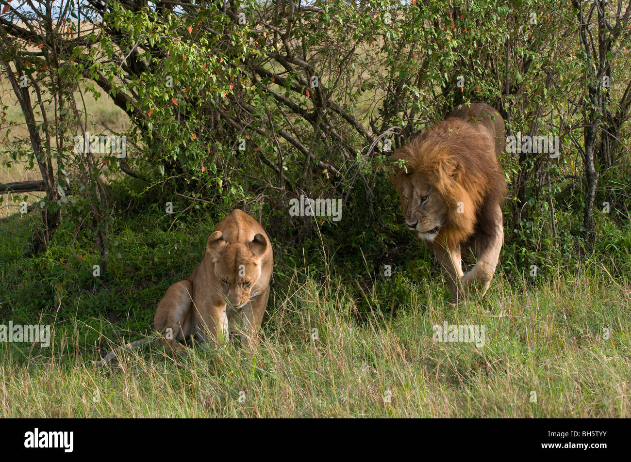 Lion couple (Panthera leo), Masai Mara National Reserve, Kenya Stock ...