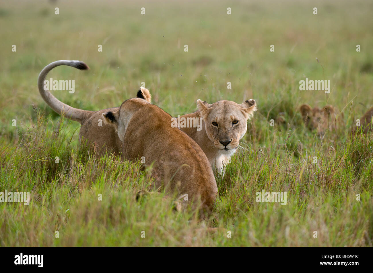 Lionesses (Panthera leo), Masai Mara National Reserve, Kenya Stock ...