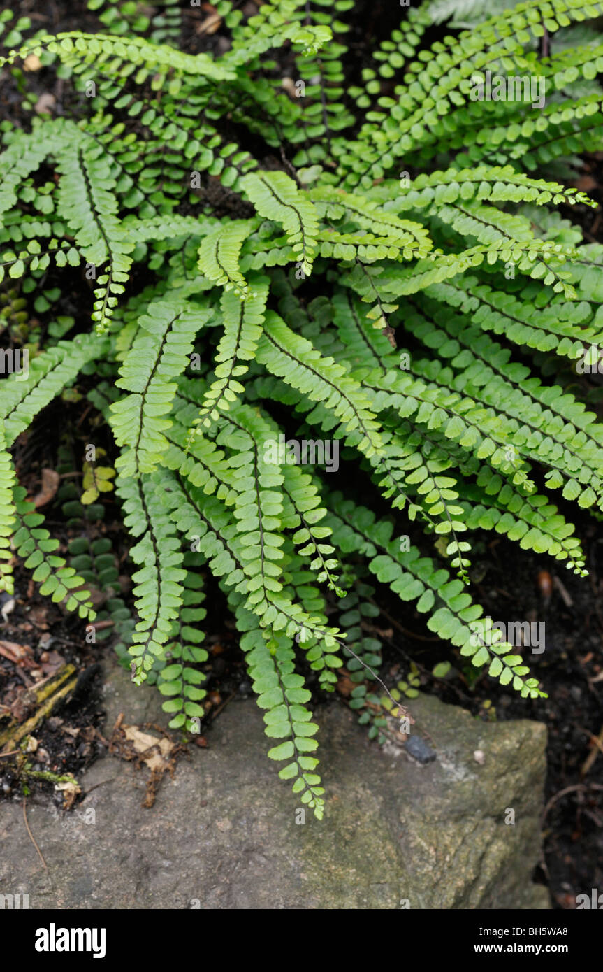 Maidenhair spleenwort (Asplenium trichomanes) Stock Photo